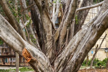 Antik bir dev banyan ağacının kökleri ve hava kökleri