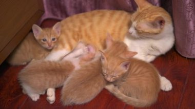 Portakallı kedi yavruları. Anne kedi yavruları emziriyor.