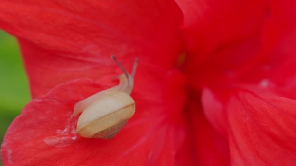 Snail Crawls Big Red Petal — Stock Video