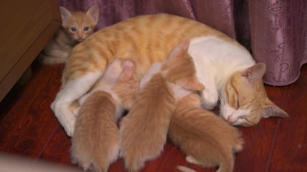 Ein Wurf Niedlicher Orangefarbener Chinesischer Hirtenkatzen Die Mutterkatze Stillt Die — Stockvideo