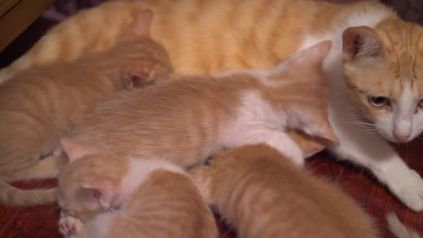 Litter Cute Orange Chinese Pastoral Cats Mother Cat Breastfeeds Kittens — Video Stock
