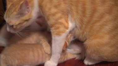 Portakallı kedi yavruları. Anne kedi yavruları emziriyor.