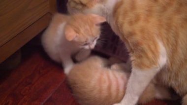 A litter of cute orange Chinese pastoral cats, the mother cat breastfeeds the kittens