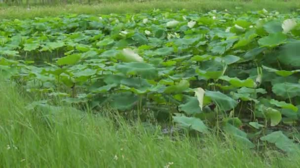 微风吹拂着公园池塘里的荷叶和岸边的芦苇 — 图库视频影像