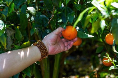 Meyve bahçesinde portakal soyan bir adam.