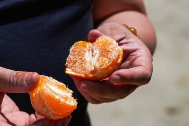 Meyve bahçesinde portakal soyan bir adam.