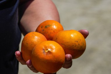 Meyve bahçesinde portakal soyan bir adam.