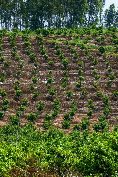 Fruit Trees Grown Orchard Farm Outdoors — Stockfoto