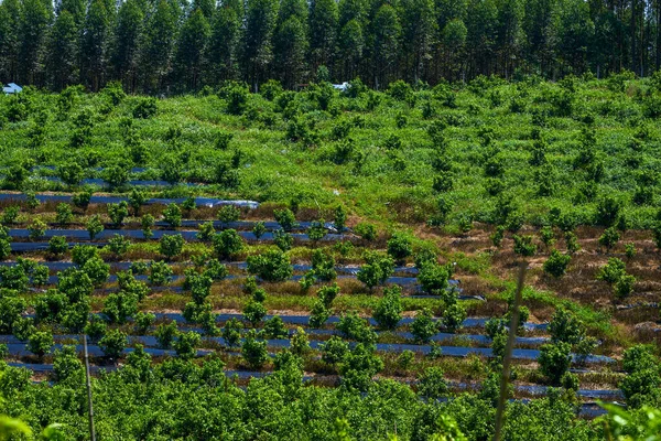Fruit Trees Grown Orchard Farm Outdoors — Stockfoto