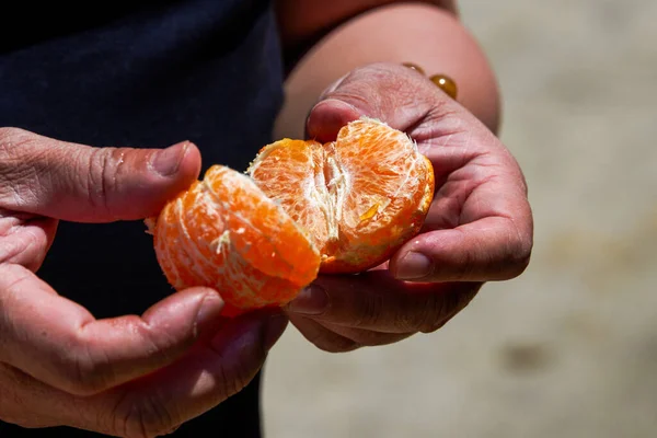Meyve bahçesinde portakal soyan bir adam.