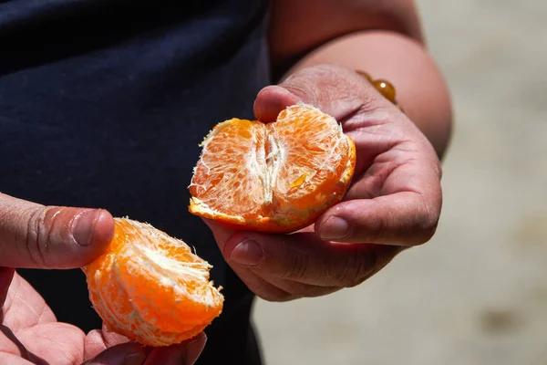 Meyve bahçesinde portakal soyan bir adam.
