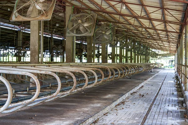 Vacant factory building of a professional dairy farming base