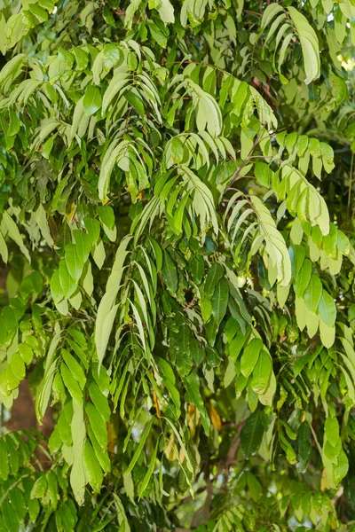 Yeşil bitki yapraklarından oluşan tam çerçeve.