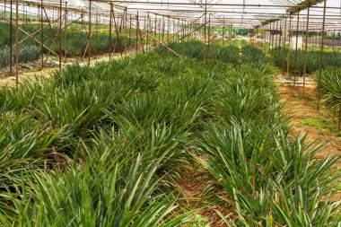 Meyve bahçesindeki bir serada yetişen ananaslar