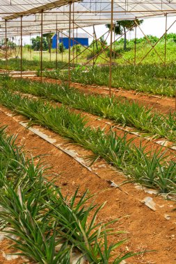 Meyve bahçesindeki bir serada yetişen ananaslar