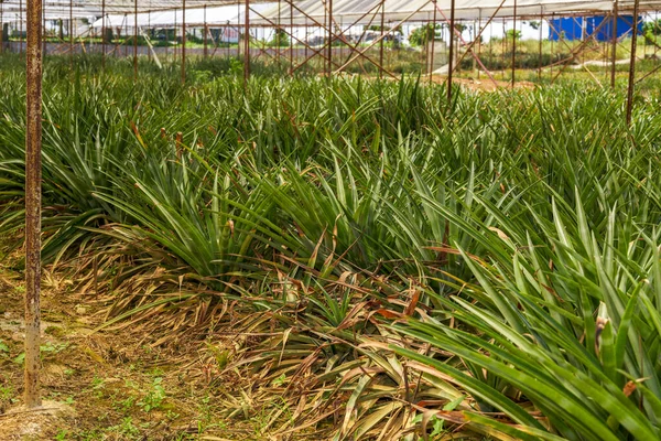 Piñas Cultivadas Invernadero Huerto —  Fotos de Stock