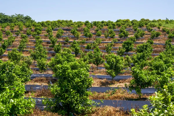 Fruit Trees Grown Orchard Farm Outdoors — Stockfoto