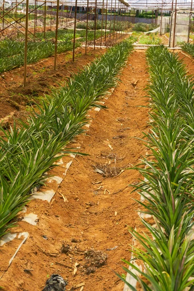 Ananas Odlad Ett Växthus Fruktträdgård — Stockfoto