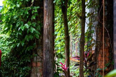 Ormanda yeşilliklerle kaplı binalar ve kulübeler.