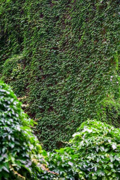 Nahaufnahme Von Kriechenden Grünen Blättern Die Das Gesamte Mauerwerk Bedecken — Stockfoto