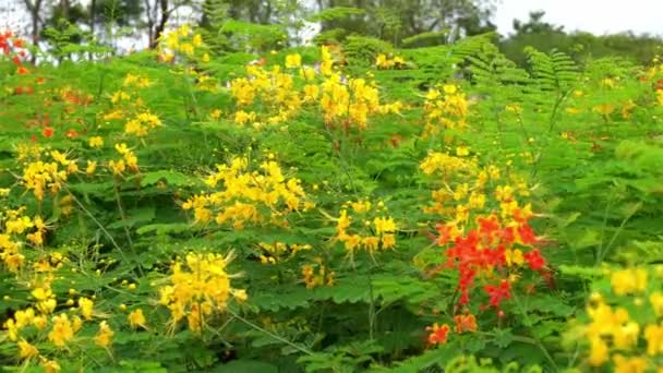 Fleurs Phénix Lumineuses Luxuriantes Dans Parc — Video