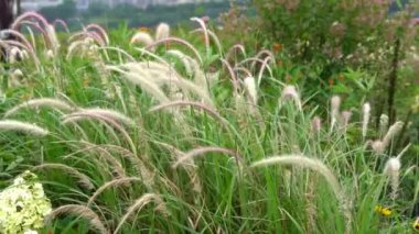 Parktaki yemyeşil köpek kuyruğu çimlerine ve sazlıklara yakından bakın.
