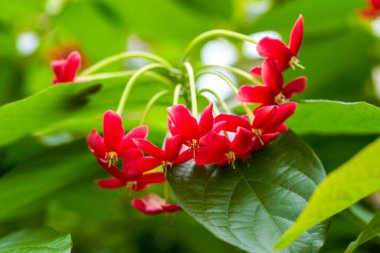 Bahçede açan güzel kırmızı bir centilmen çiçeği