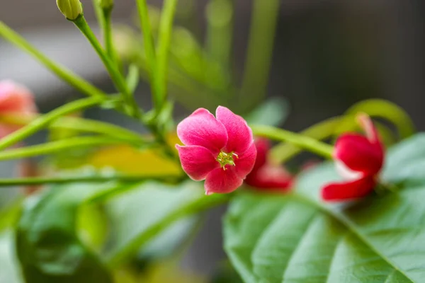 庭に咲く美しい赤い紳士の花 — ストック写真