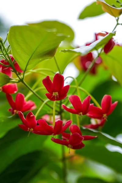 Una Hermosa Flor Roja Caballero Flor Jardín —  Fotos de Stock