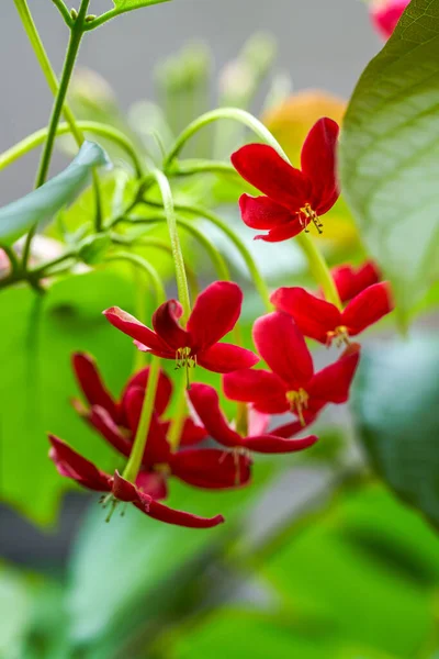 庭に咲く美しい赤い紳士の花 — ストック写真