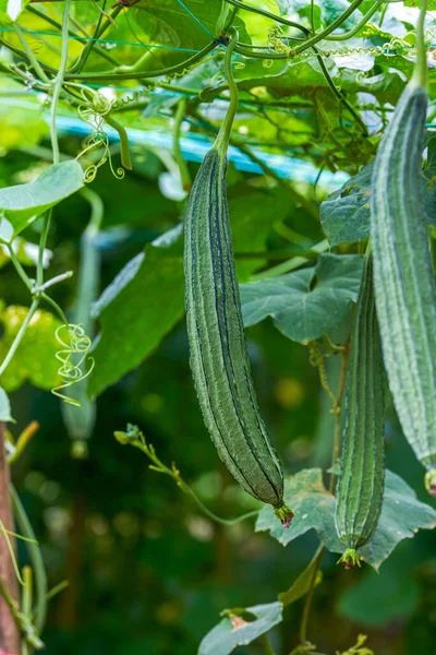 Nahaufnahme Von Loofah Der Einem Melonenstand Auf Einer Farm Angebaut — Stockfoto