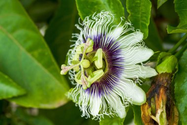 Güzel bir tutku çiçeğinin yakın çekimi.