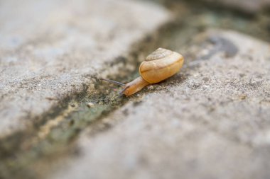 Yeşil yapraklı kırmızı bir çiçeğin ve küçük bir salyangozun yakın çekimi.