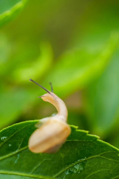 Close Red Flower Green Leaves Small Snail Stone — Stock Photo, Image