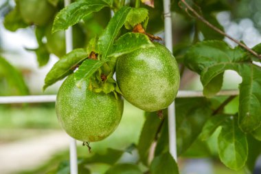 Meyveli bir meyve ağacı ve meyveli yakın plan.