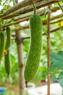 Karpuz tezgahında yetişen kabak ve kış kabağı yakın plan.