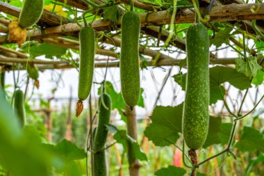 Karpuz tezgahında yetişen kabak ve kış kabağı yakın plan.
