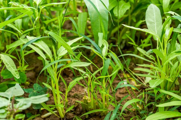 Süßwasser Spinat Der Auf Landwirtschaftlichen Flächen Angebaut Wird — Stockfoto