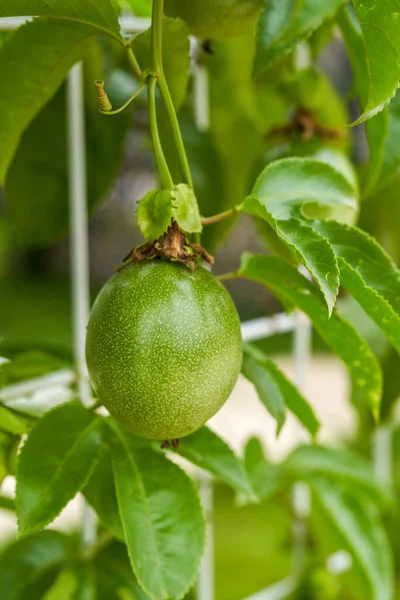 A fruiting passion fruit tree and fruit close-up