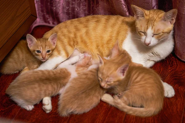 A litter of cute Chinese pastoral cats orange cat mother cat and kittens