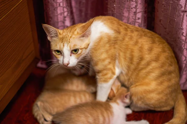 A litter of cute Chinese pastoral cats orange cat mother cat and kittens