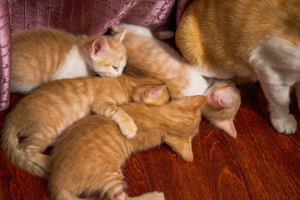 Una Cucciolata Simpatici Gatti Pastorali Cinesi Gatto Arancione Gatto Madre — Foto Stock