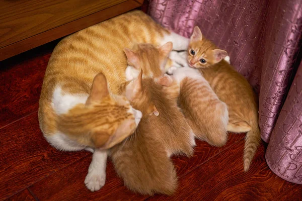 Una Cucciolata Simpatici Gatti Pastorali Cinesi Gatto Arancione Gatto Madre — Foto Stock