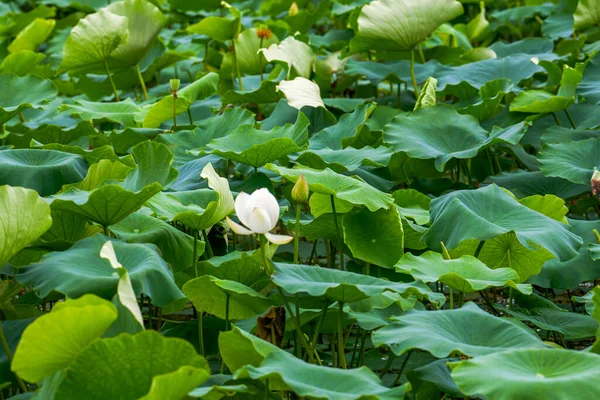 Lush lotus leaves and lotus in lotus pond in summer