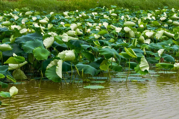 Lush lotus leaves and lotus in lotus pond in summer