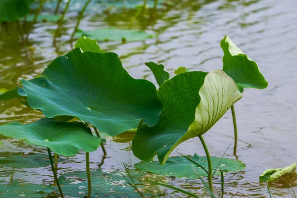 Lush lotus leaves and lotus in lotus pond in summer