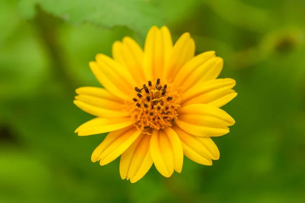 Närbild Blommande Vacker Gul Krysantemum — Stockfoto