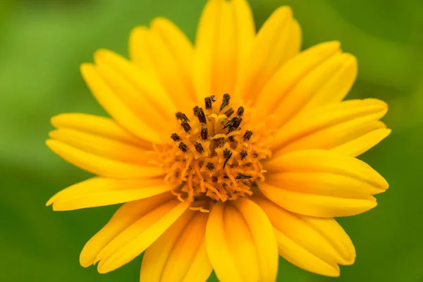 Närbild Blommande Vacker Gul Krysantemum — Stockfoto