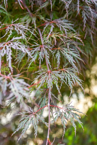 Lush Beautiful Feather Maple Plant — Stock fotografie