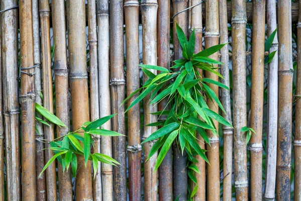 Paisagem Bambu Cerca Bambu Jardim Chinês — Fotografia de Stock
